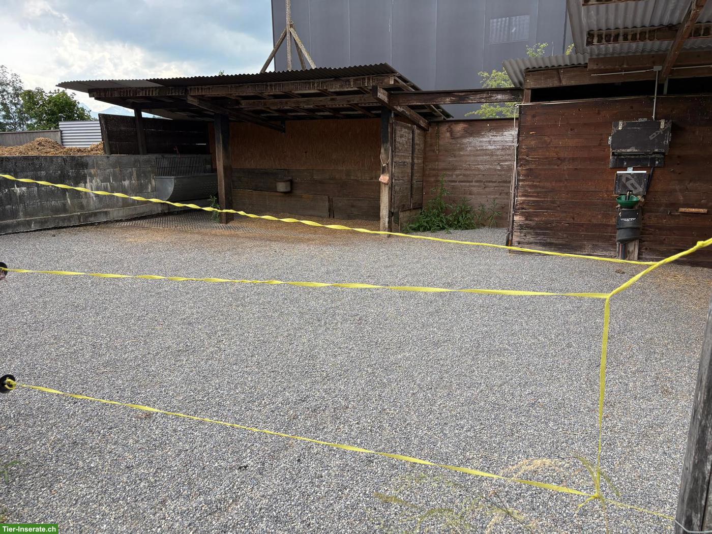 Bild 4: Offenstallplatz zu vermieten in Naherholungsgebiet, Münsingen BE