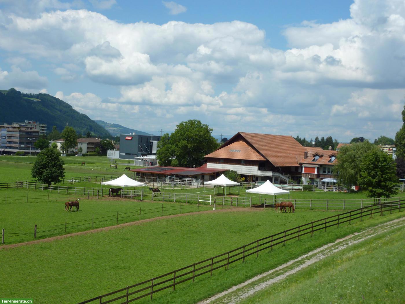 Bild 6: Offenstallplatz zu vermieten in Naherholungsgebiet, Münsingen BE