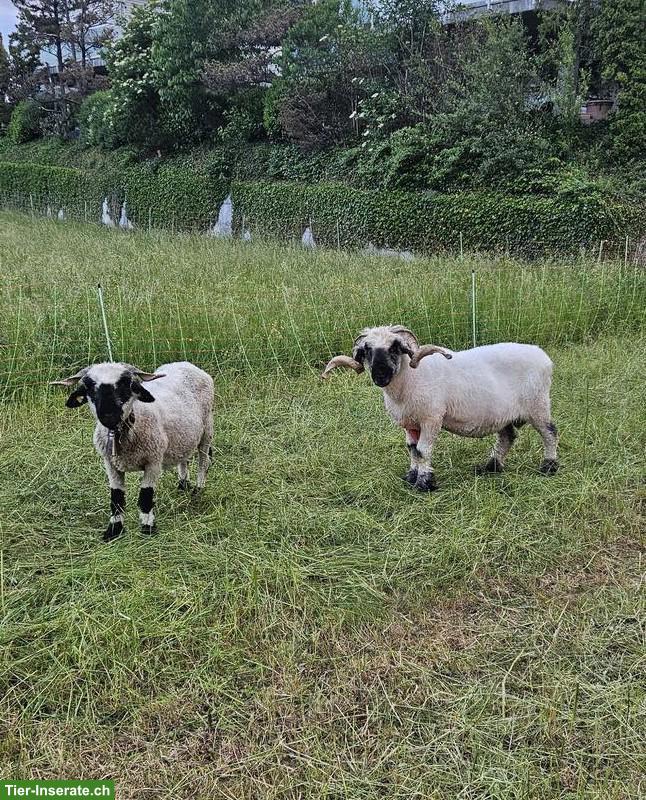 Walliser Schwarznasenschaf Widder