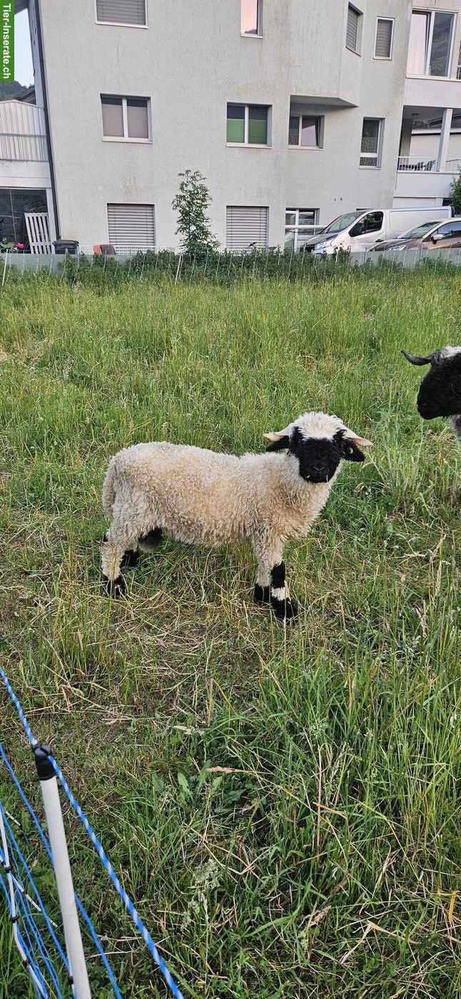 Bild 2: Walliser Schwarznasenschaf Widder