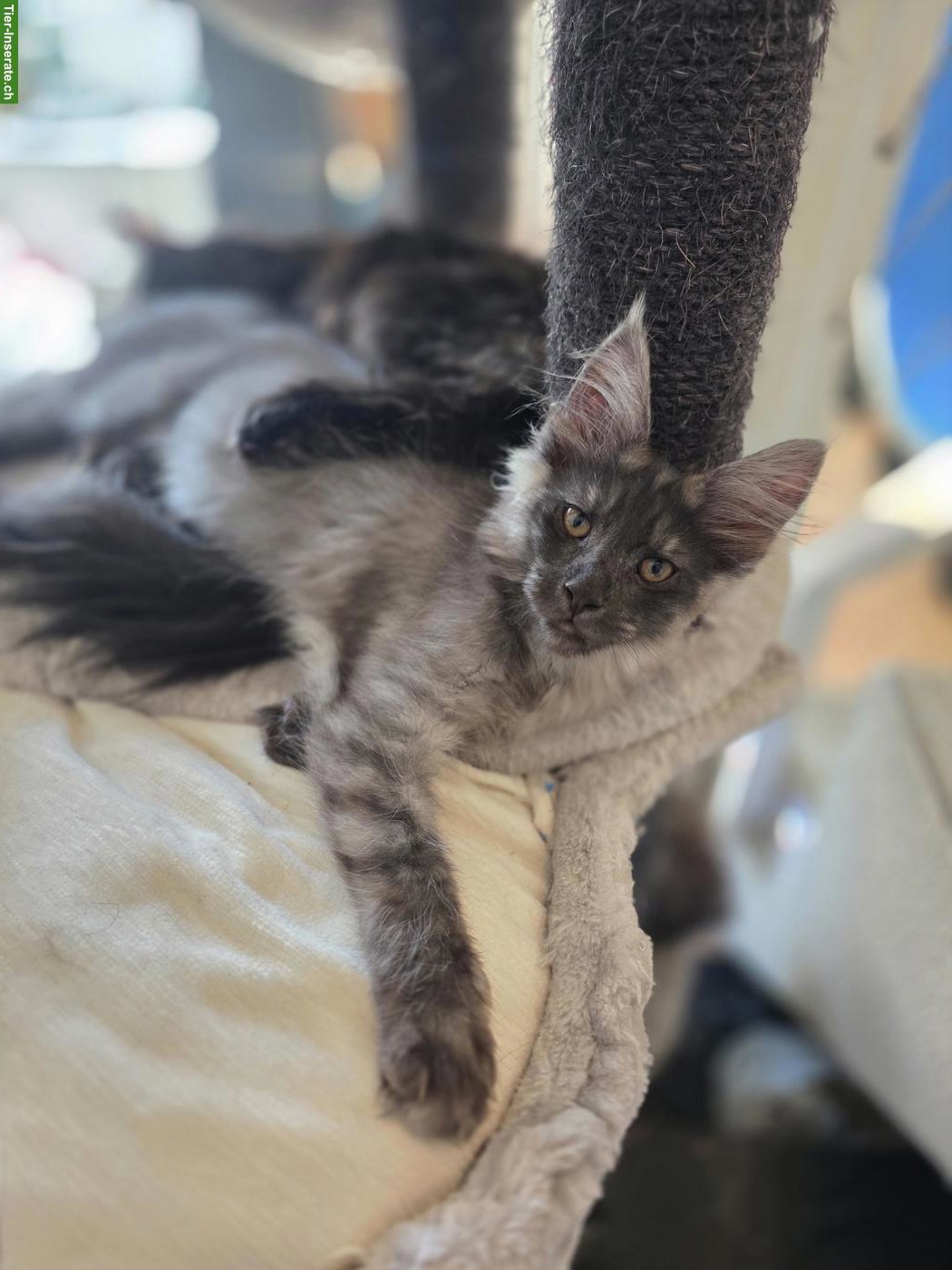 Maine Coons Kitten mit Stammbaum suchen liebevolles Zuhause