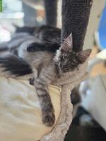 Maine Coons Kitten mit Stammbaum suchen liebevolles Zuhause