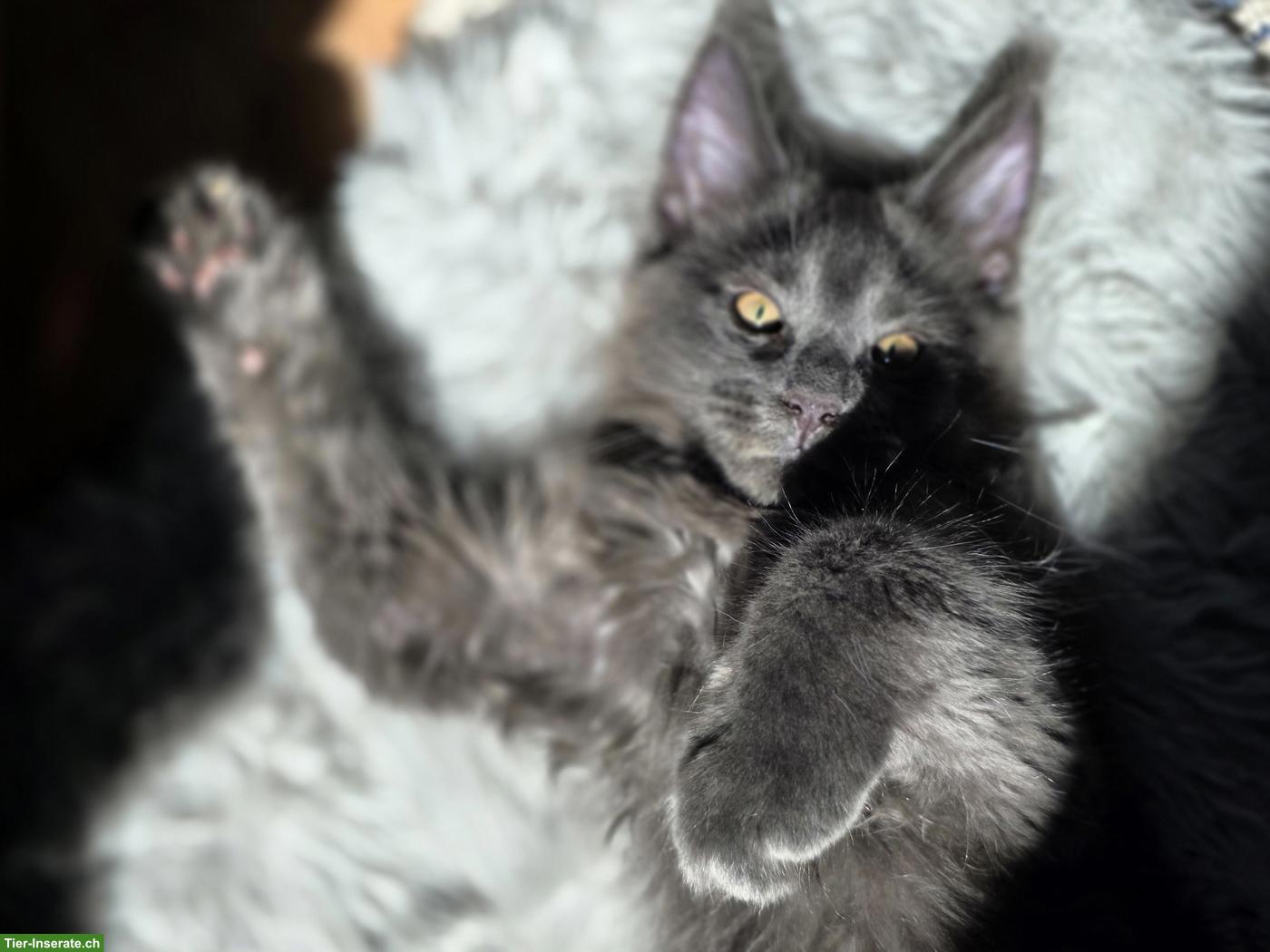 Bild 2: Maine Coons Kitten mit Stammbaum suchen liebevolles Zuhause