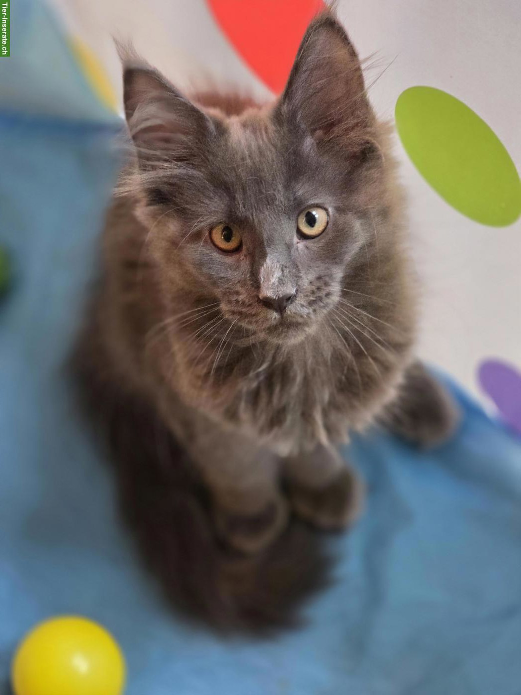 Bild 3: Maine Coons Kitten mit Stammbaum suchen liebevolles Zuhause