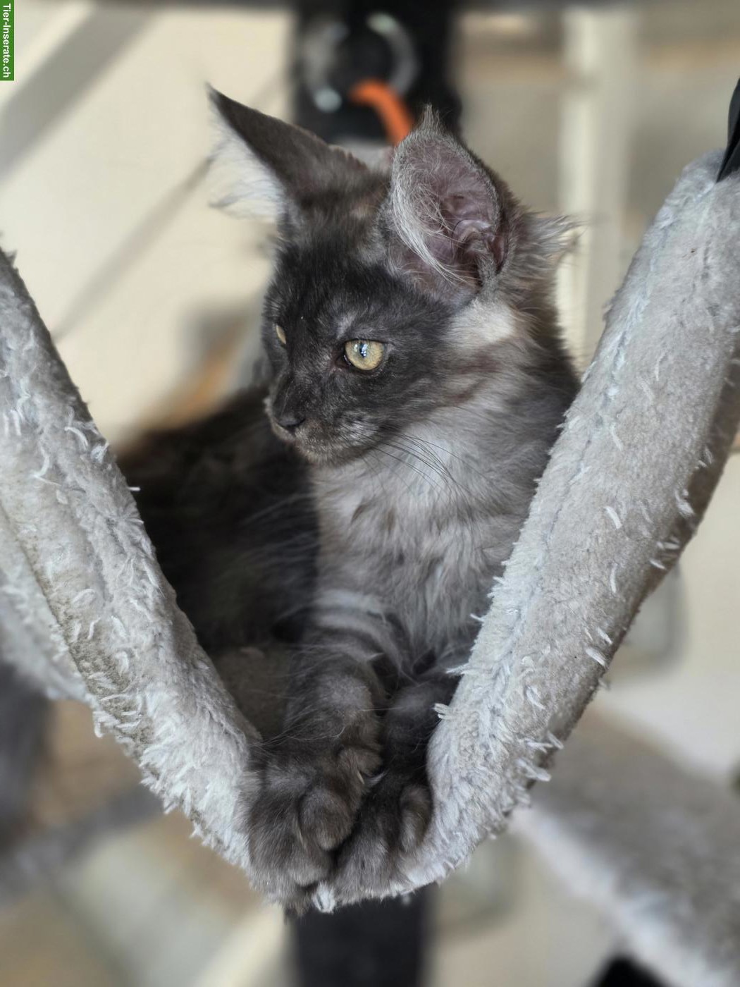 Bild 4: Maine Coons Kitten mit Stammbaum suchen liebevolles Zuhause