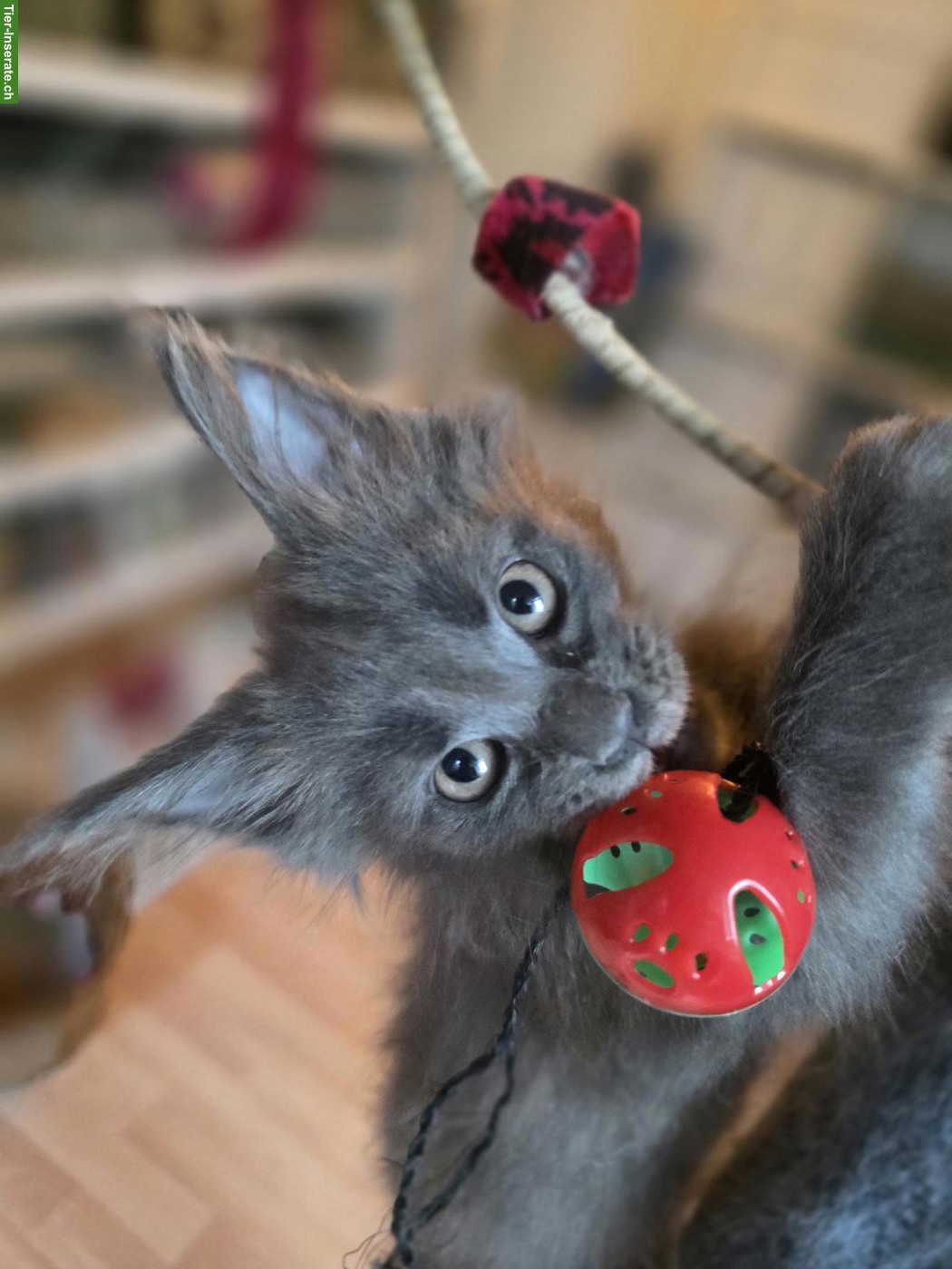 Bild 5: Maine Coons Kitten mit Stammbaum suchen liebevolles Zuhause