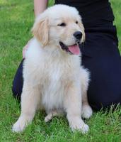 Golden Retriever - Amerikanische Linie zu verkaufen