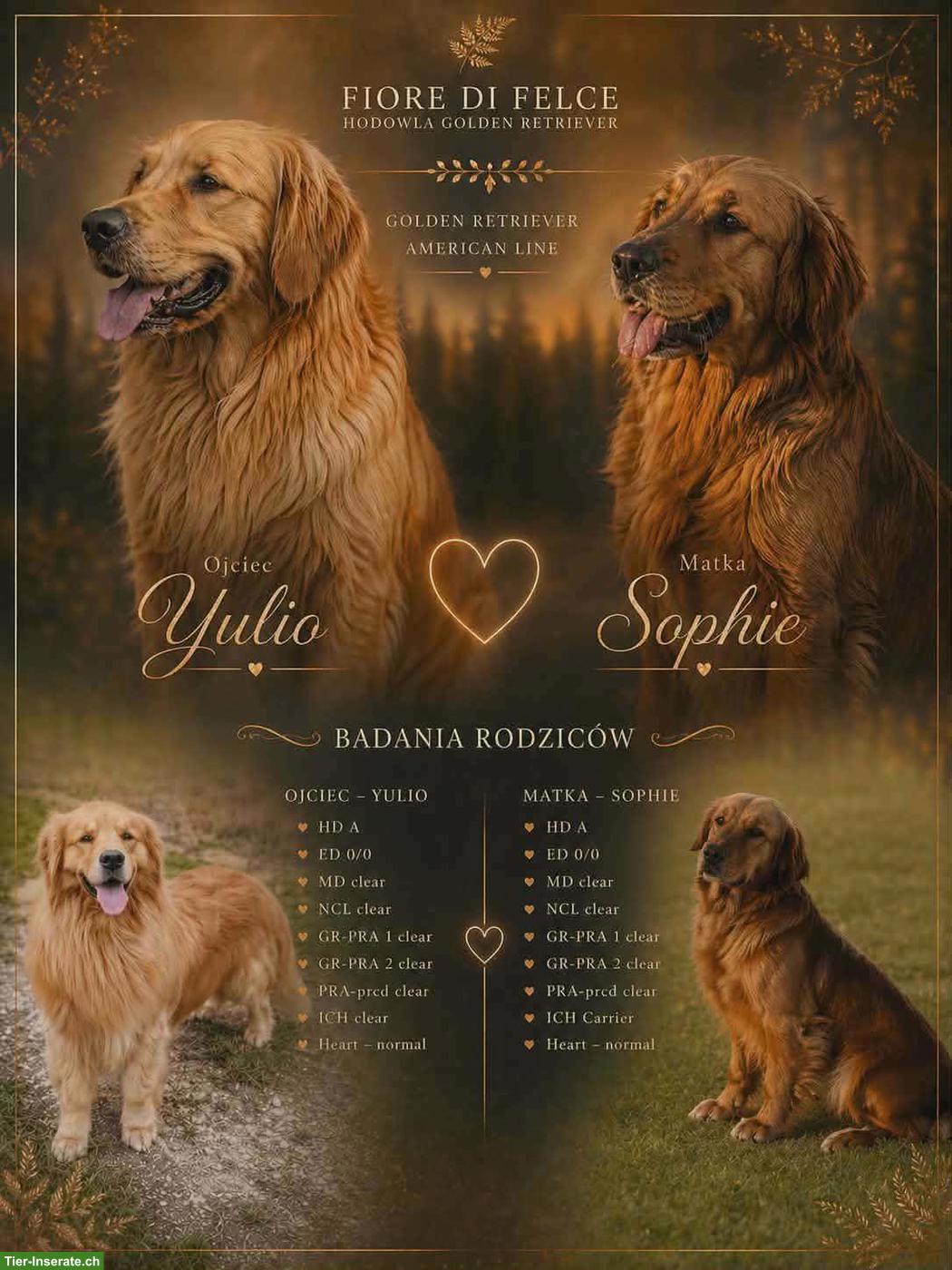 Bild 2: Golden Retriever - Amerikanische Linie zu verkaufen