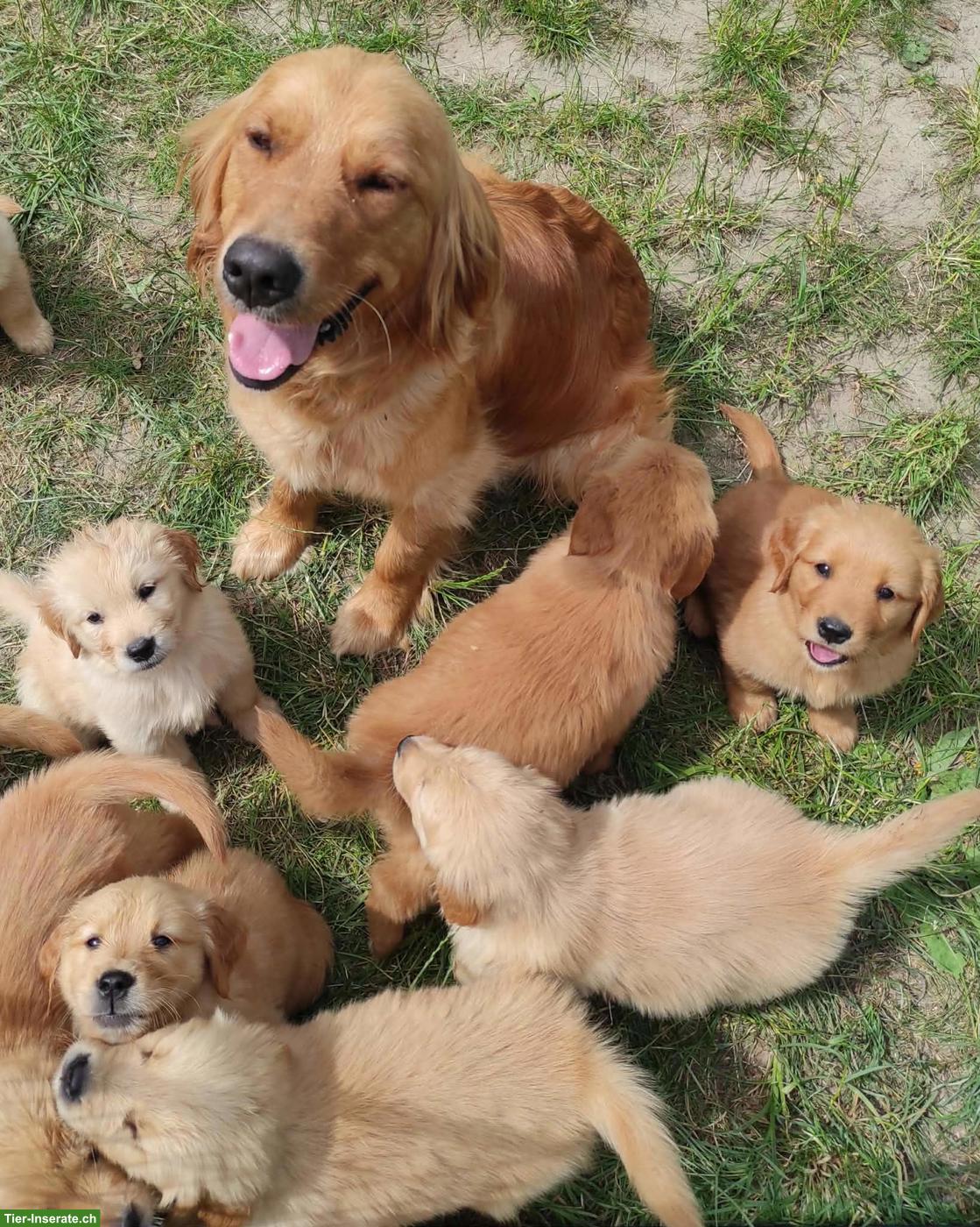 Bild 3: Golden Retriever - Amerikanische Linie zu verkaufen