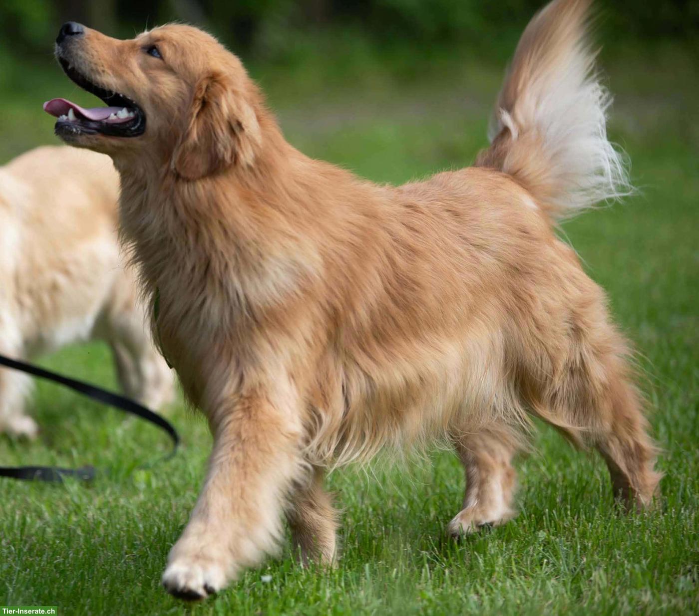 Bild 4: Golden Retriever - Amerikanische Linie zu verkaufen