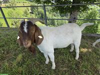 Burenziegen-Bock sucht neues Zuhause
