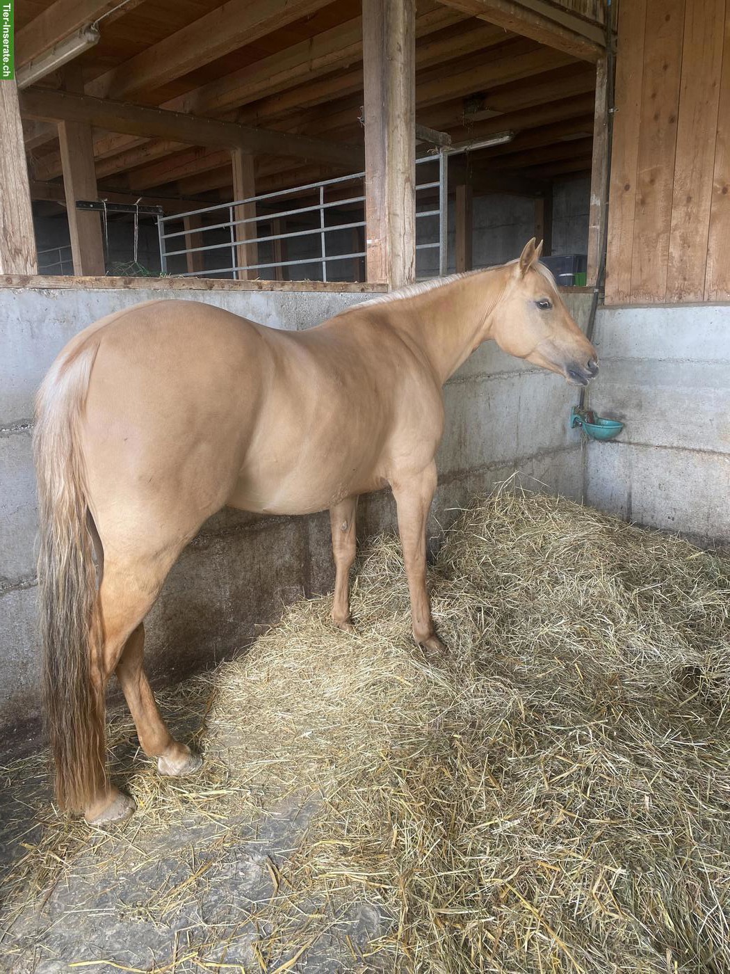 Quarter Horse zu verkaufen, hübsche kleine Palomino Stute