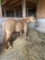 Quarter Horse zu verkaufen, hübsche kleine Palomino Stute
