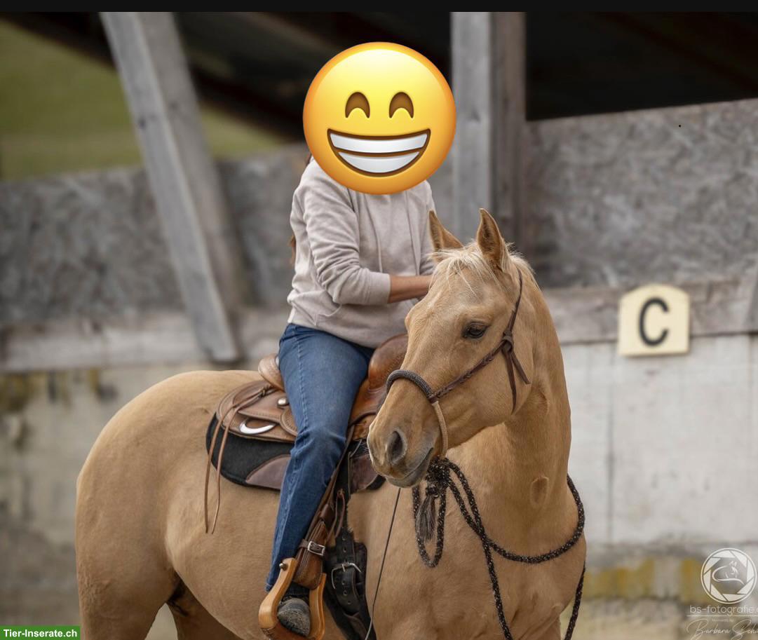 Bild 2: Quarter Horse zu verkaufen, hübsche kleine Palomino Stute