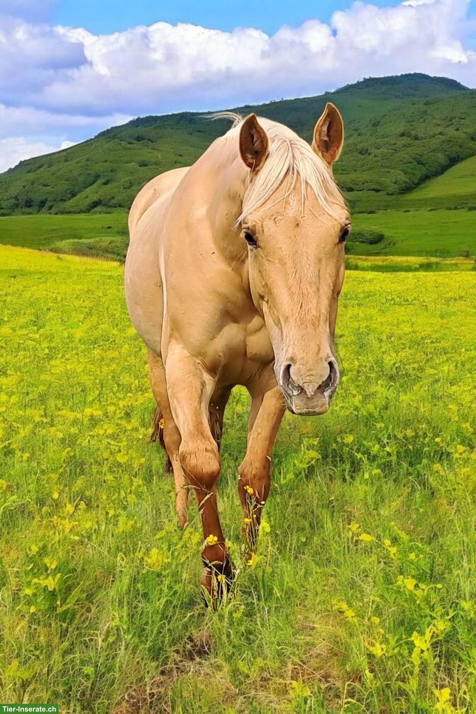 Bild 3: Quarter Horse zu verkaufen, hübsche kleine Palomino Stute