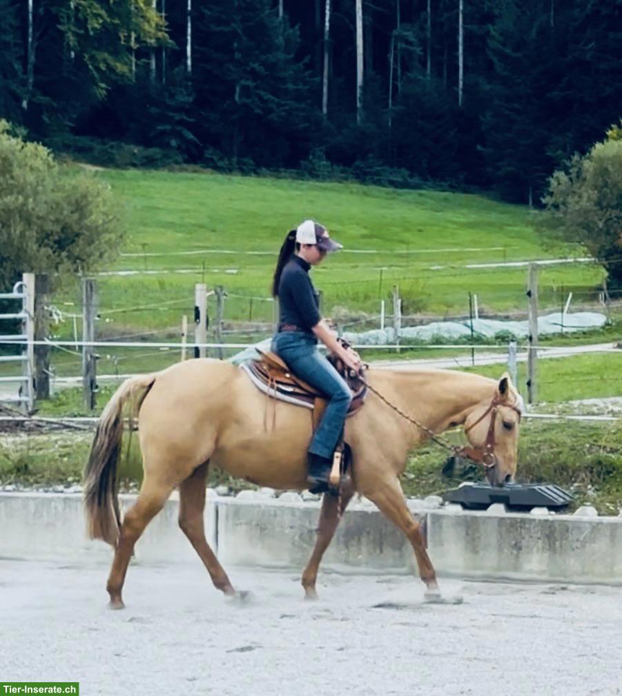 Bild 4: Quarter Horse zu verkaufen, hübsche kleine Palomino Stute