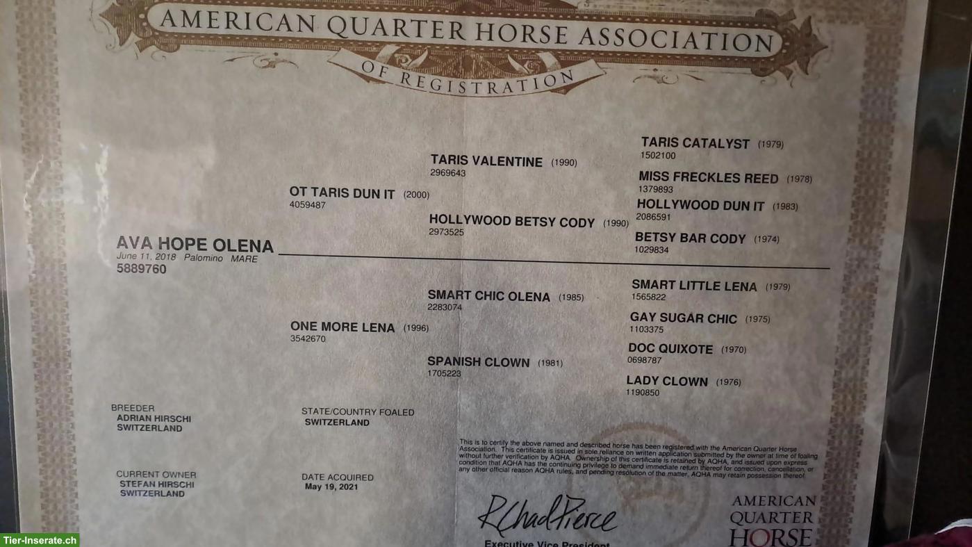 Bild 5: Quarter Horse zu verkaufen, hübsche kleine Palomino Stute