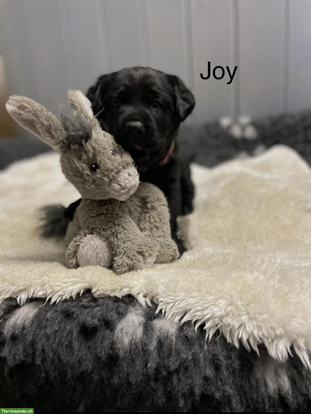 Labrador Welpen suchen ihr neues Zuhause
