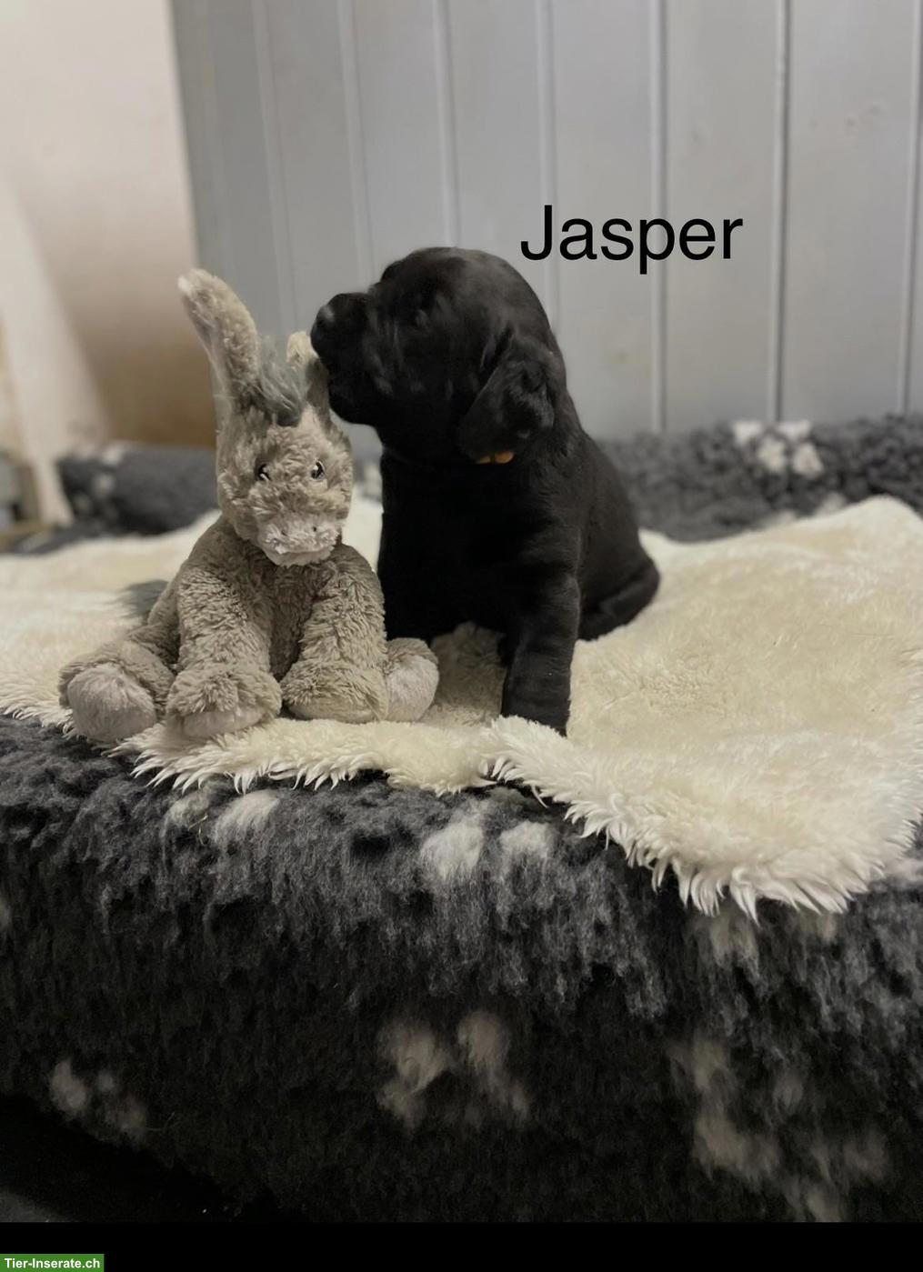 Bild 3: Labrador Welpen suchen ihr neues Zuhause
