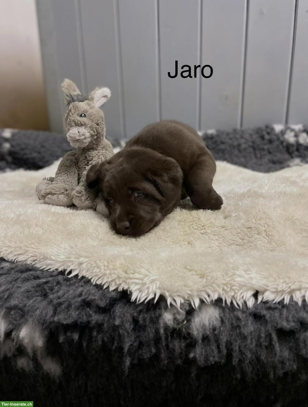 Bild 4: Labrador Welpen suchen ihr neues Zuhause