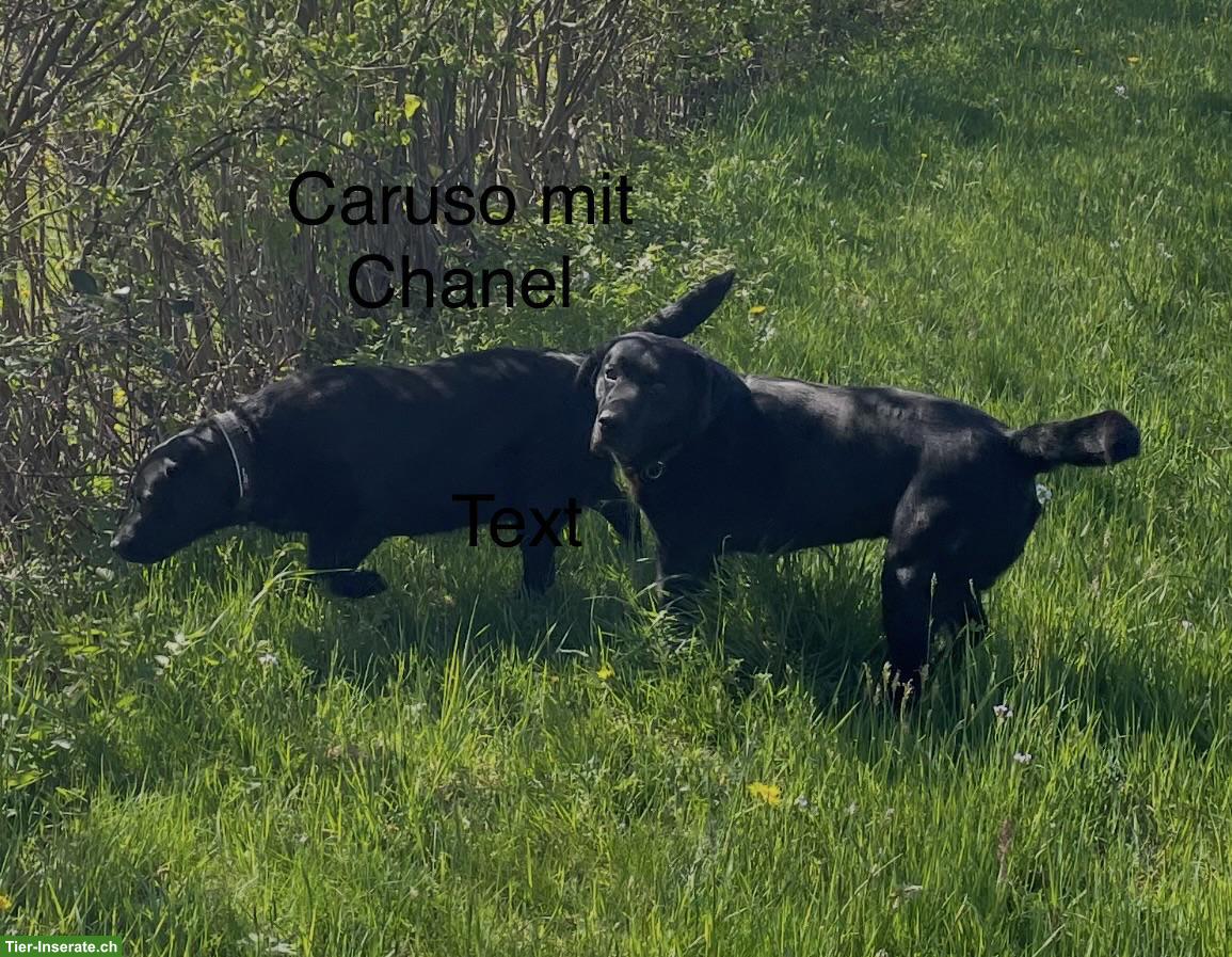 Bild 5: Labrador Welpen suchen ihr neues Zuhause
