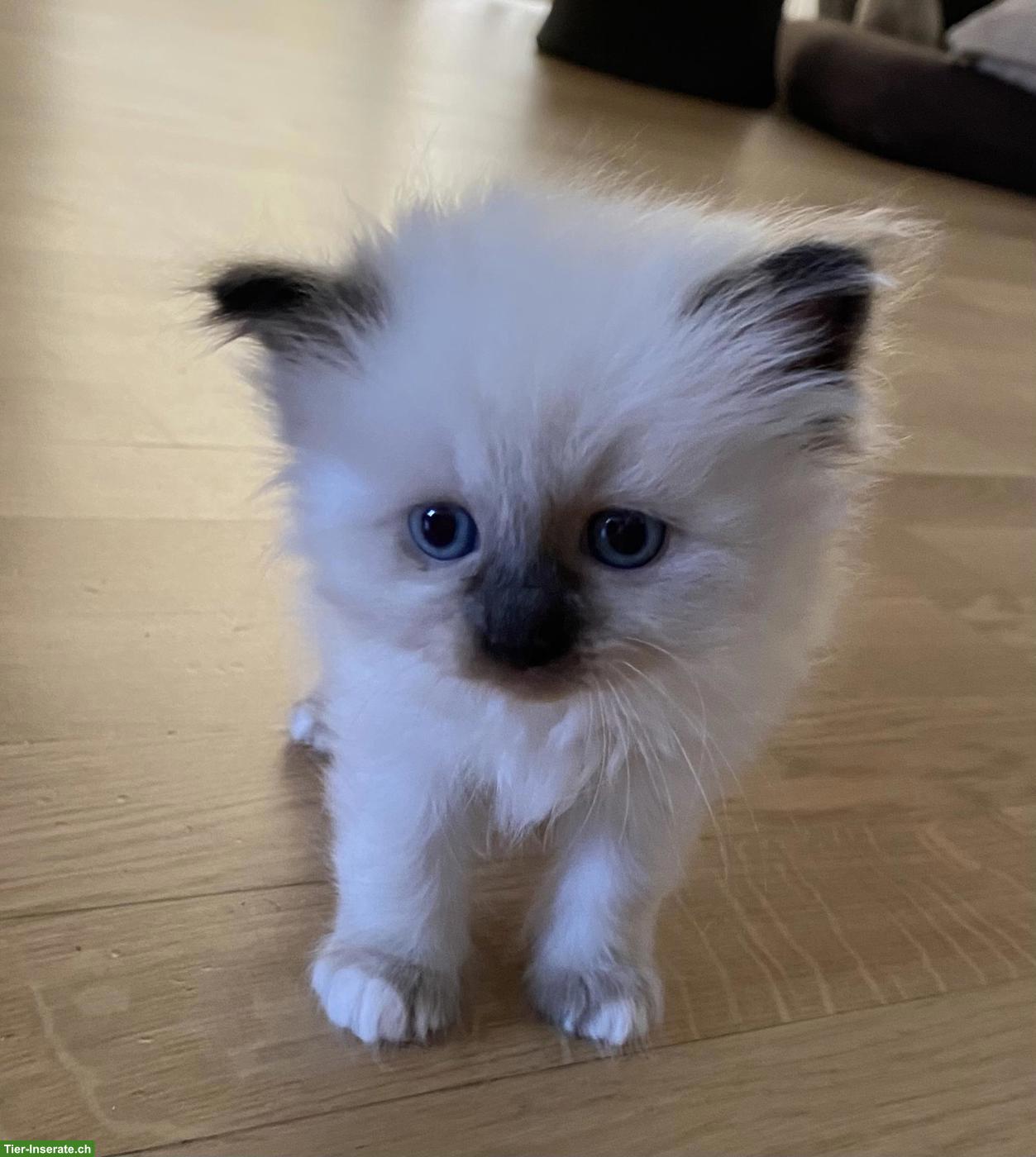 Heilige Birma Kitten