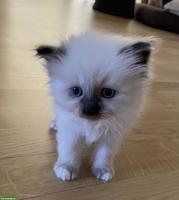 Heilige Birma Kitten