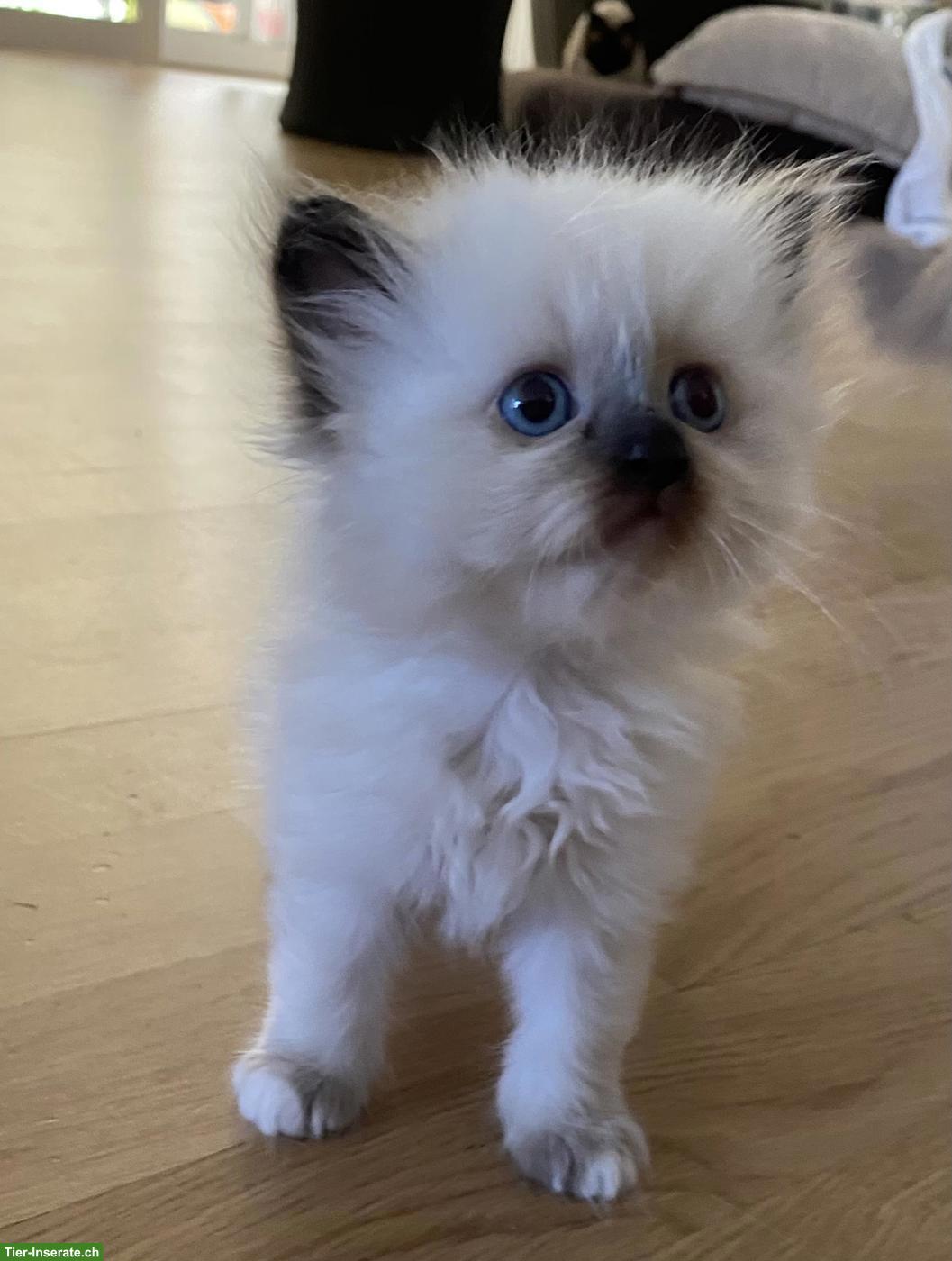 Bild 2: Heilige Birma Kitten