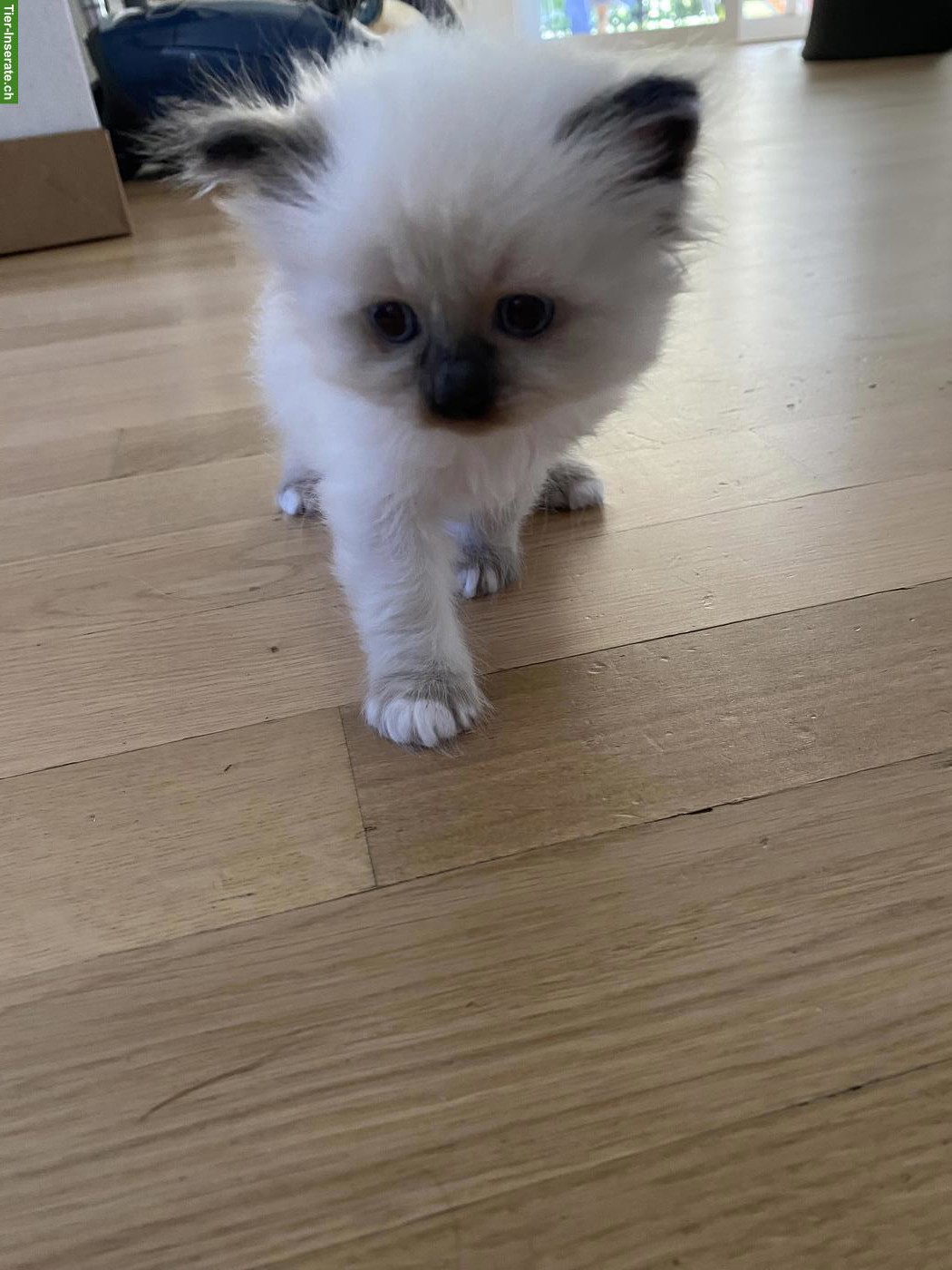 Bild 3: Heilige Birma Kitten