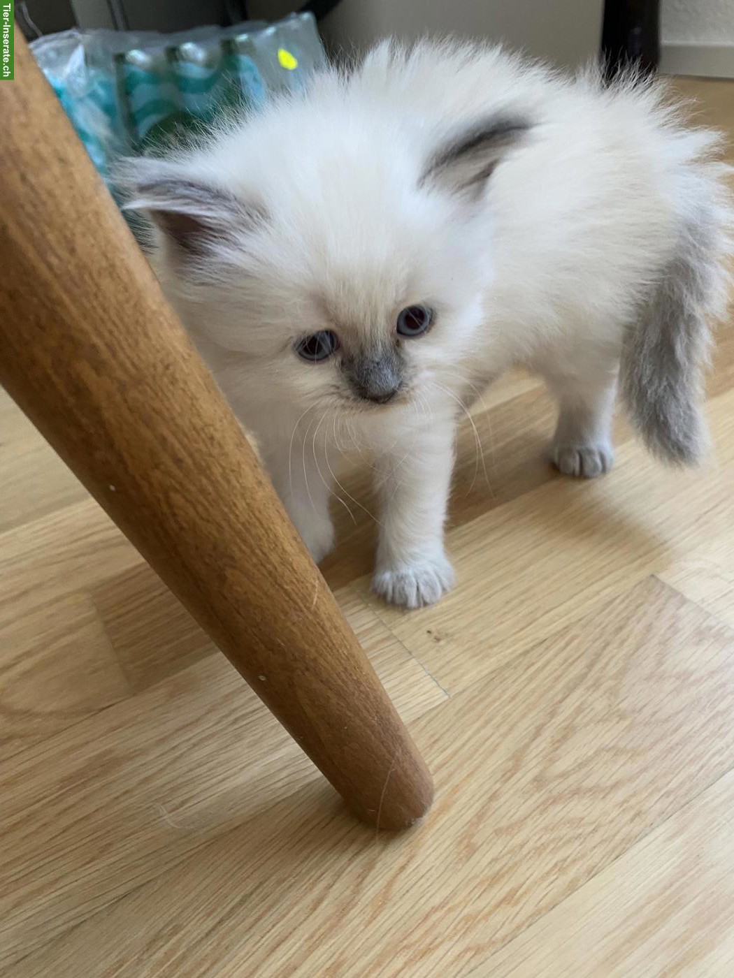 Bild 4: Heilige Birma Kitten
