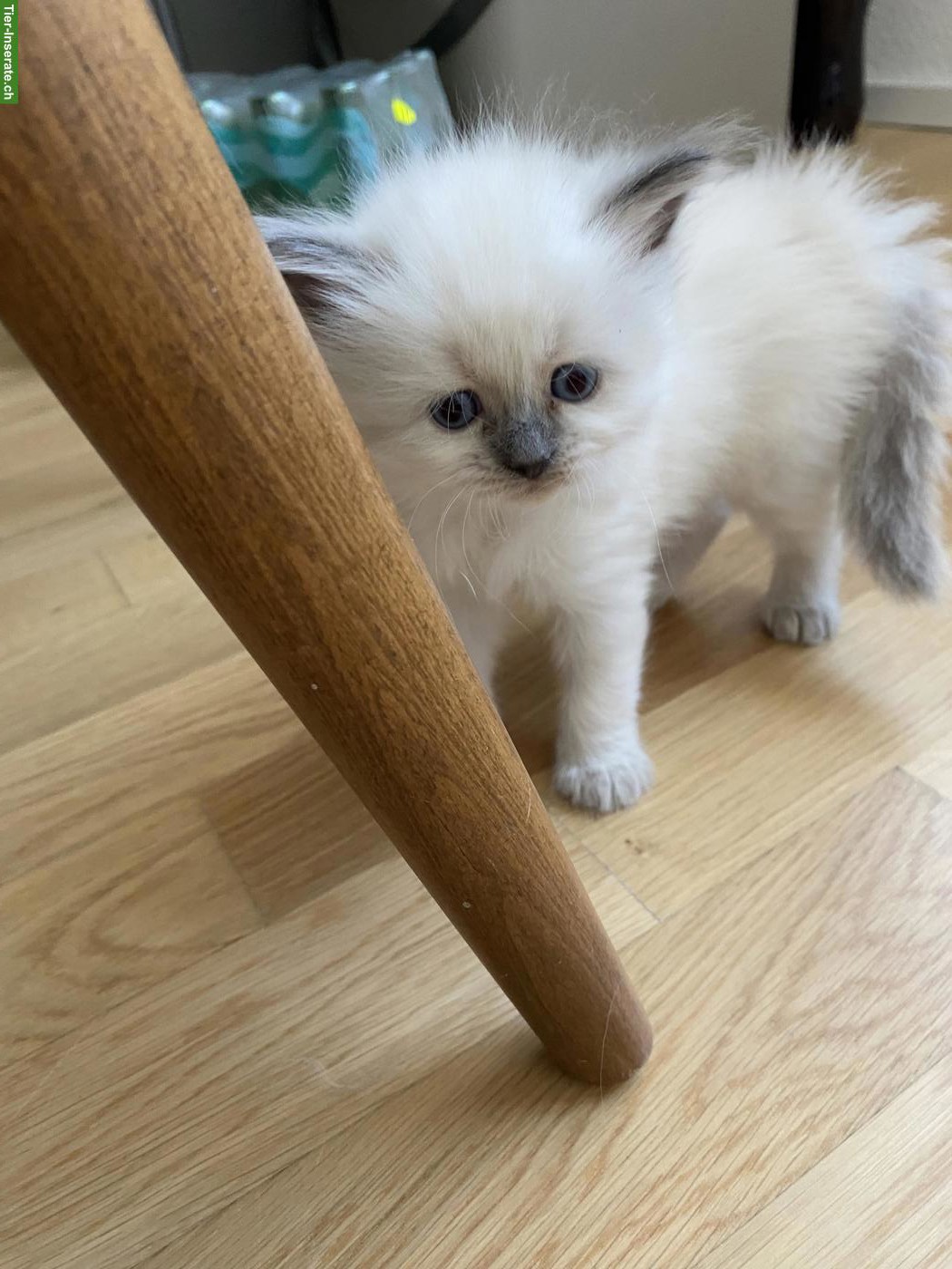 Bild 5: Heilige Birma Kitten