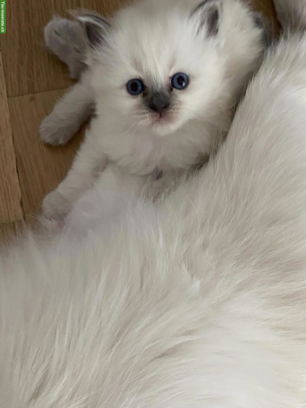 Bild 6: Heilige Birma Kitten