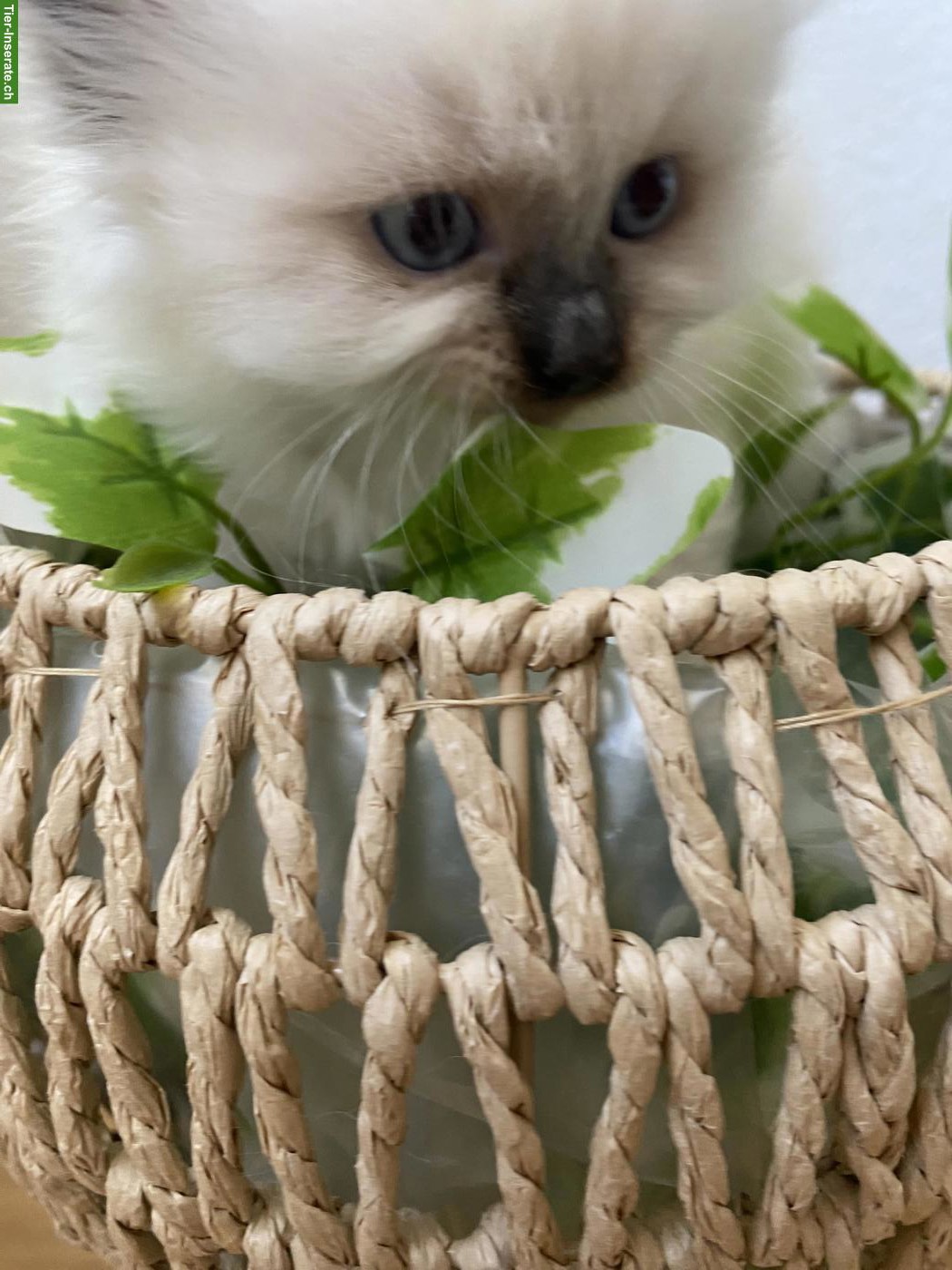 Bild 7: Heilige Birma Kitten