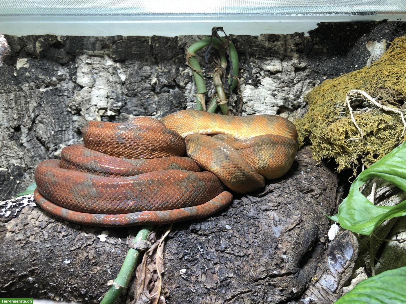 Adulte Hundskopfboas (Corallus hortulanus) abzugeben