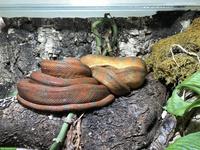 Adulte Hundskopfboas (Corallus hortulanus) abzugeben