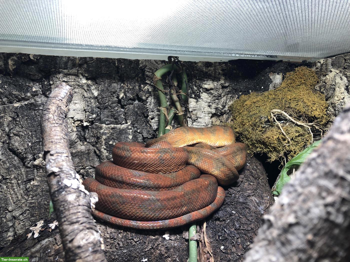 Bild 2: Adulte Hundskopfboas (Corallus hortulanus) abzugeben