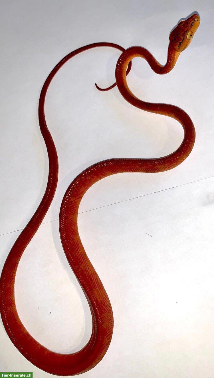 Bild 3: Adulte Hundskopfboas (Corallus hortulanus) abzugeben
