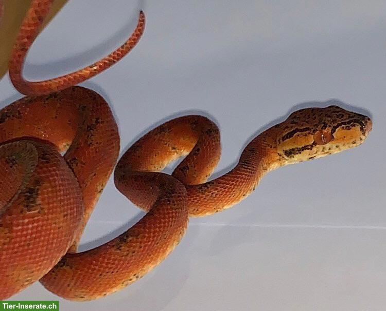 Bild 4: Adulte Hundskopfboas (Corallus hortulanus) abzugeben