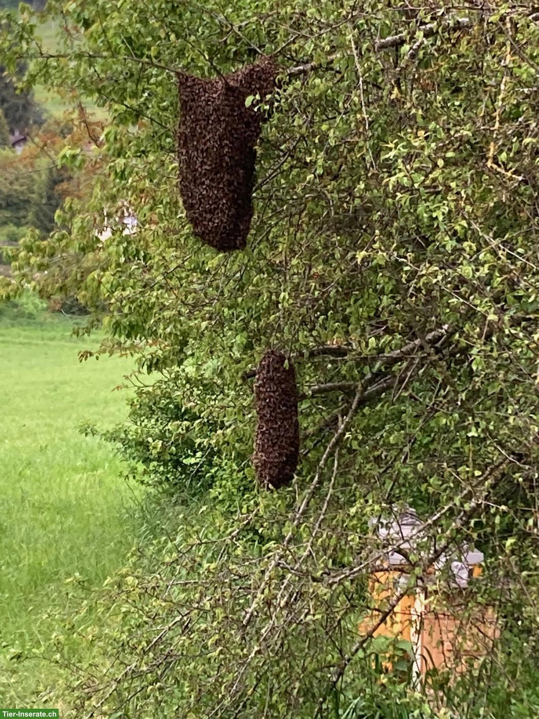 Bienenschwärme & Ableger zu verkaufen