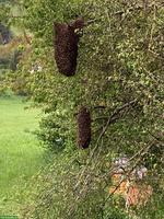 Bienenschwärme & Ableger zu verkaufen