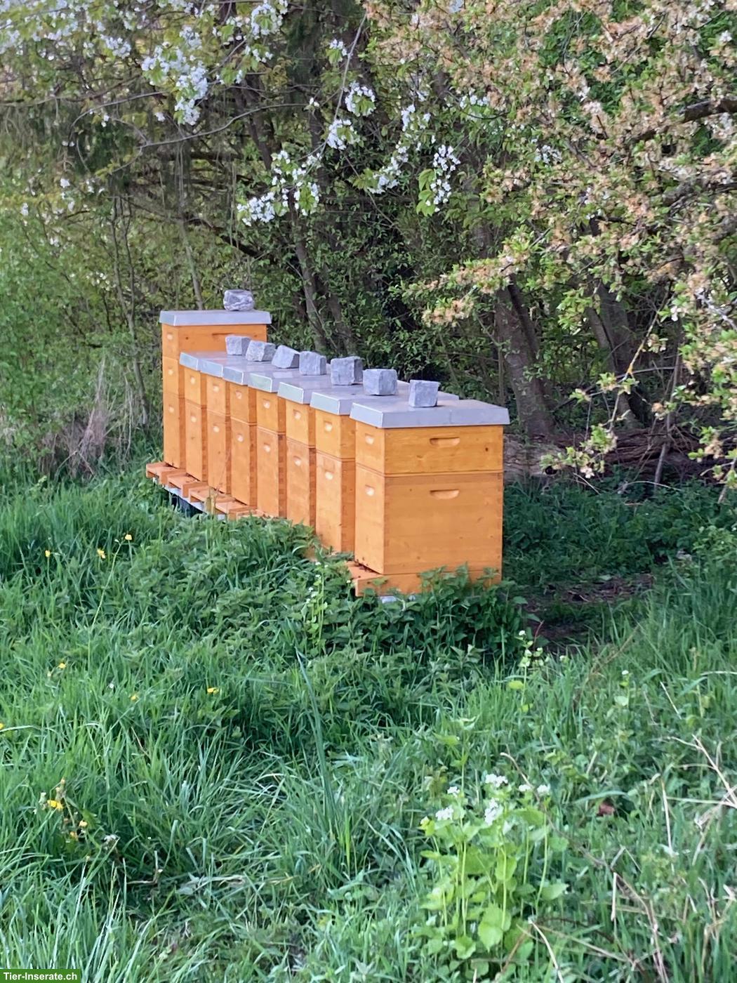 Bild 2: Bienenschwärme & Ableger zu verkaufen
