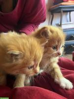 Langhaar Kitten (Kater) abzugeben