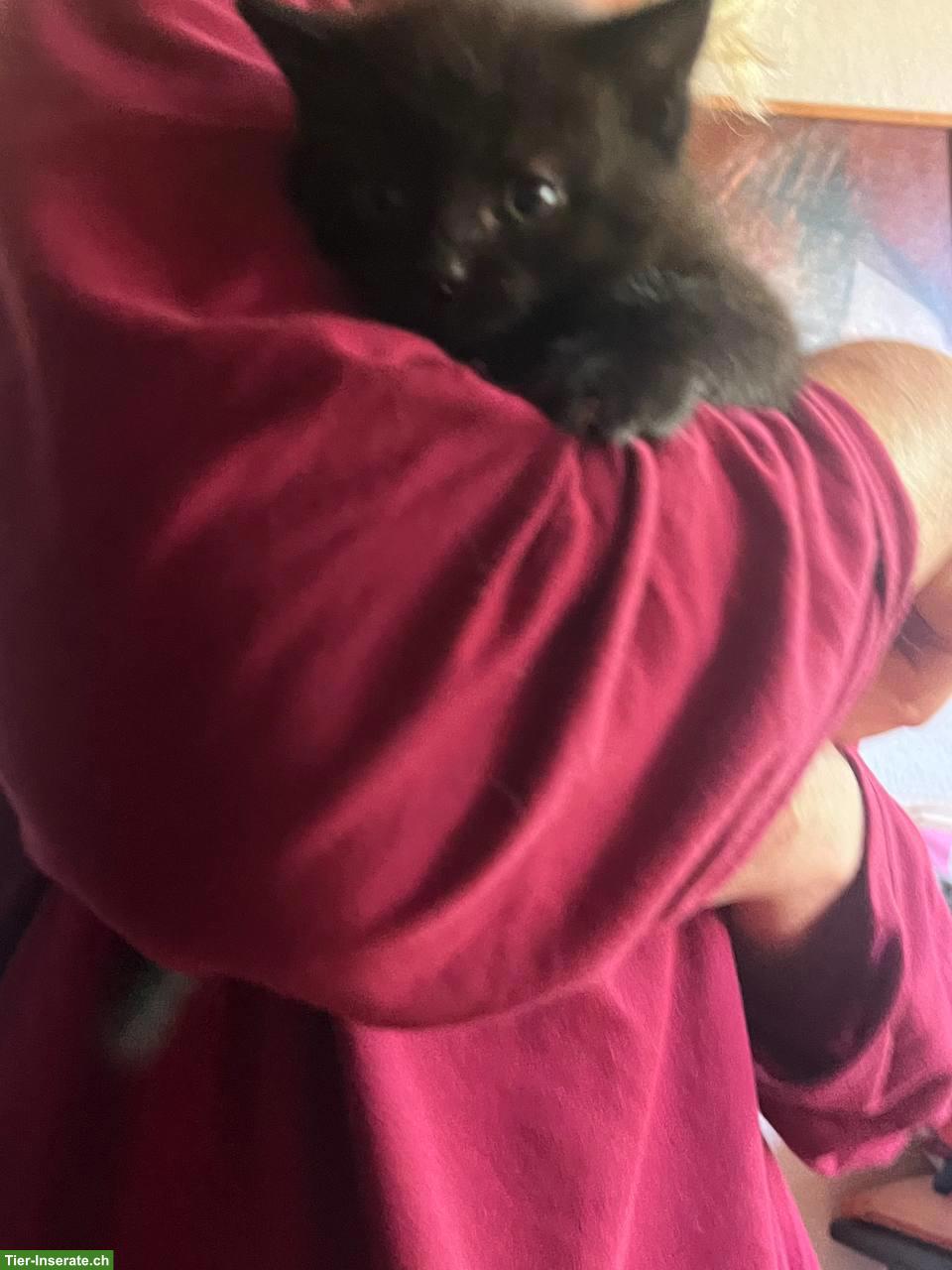 Bild 2: Langhaar Kitten (Kater) abzugeben