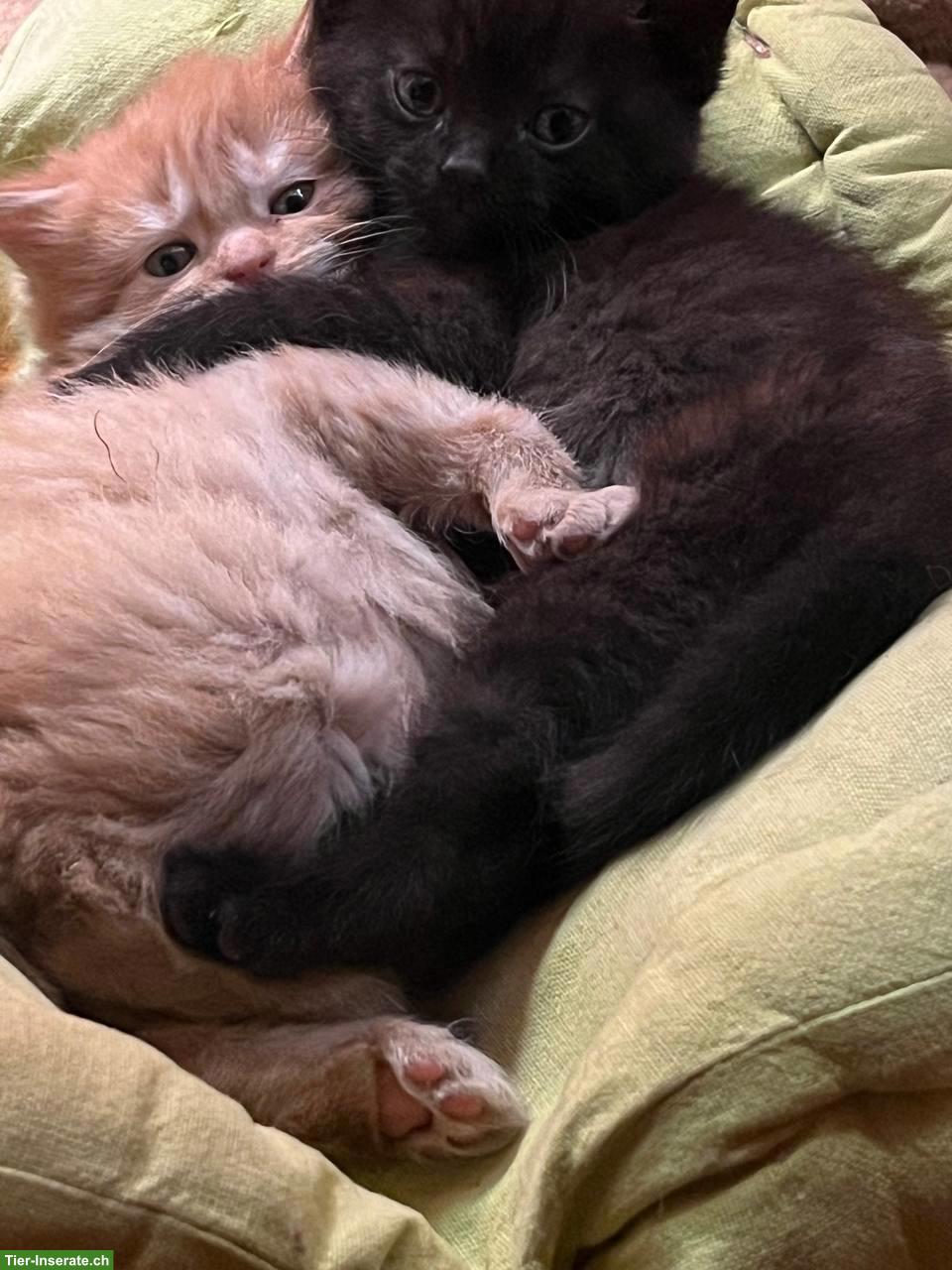 Bild 3: Langhaar Kitten (Kater) abzugeben