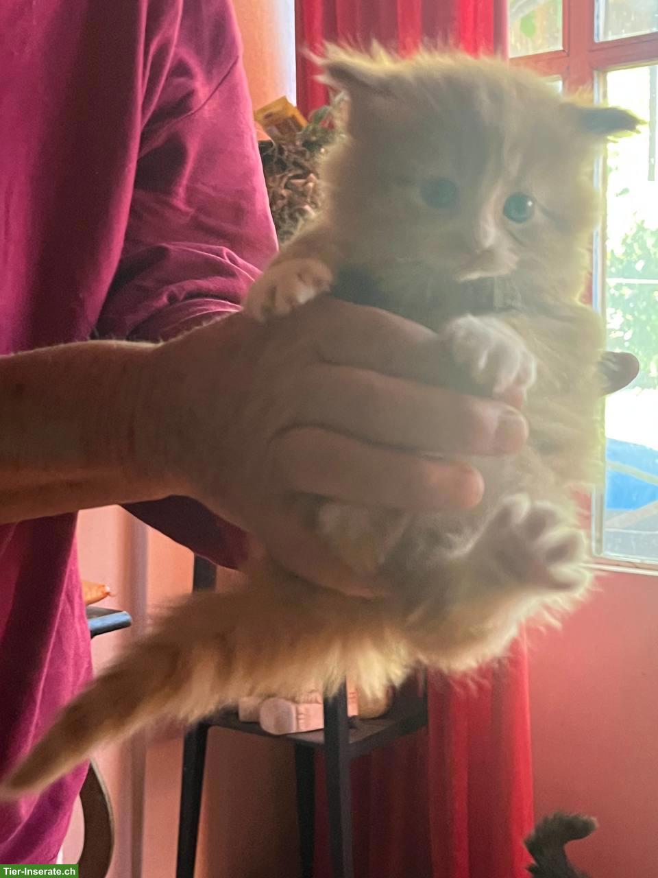 Bild 4: Langhaar Kitten (Kater) abzugeben