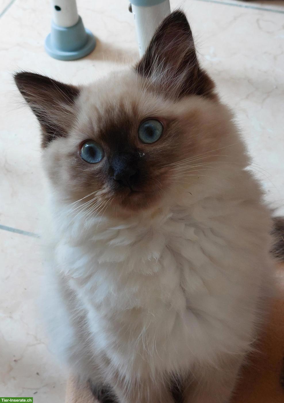 Originales, traditionelles Ragdoll Kitten, Kater