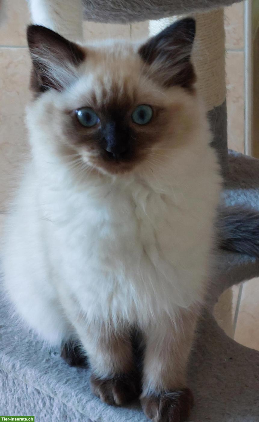 Bild 2: Originales, traditionelles Ragdoll Kitten, Kater