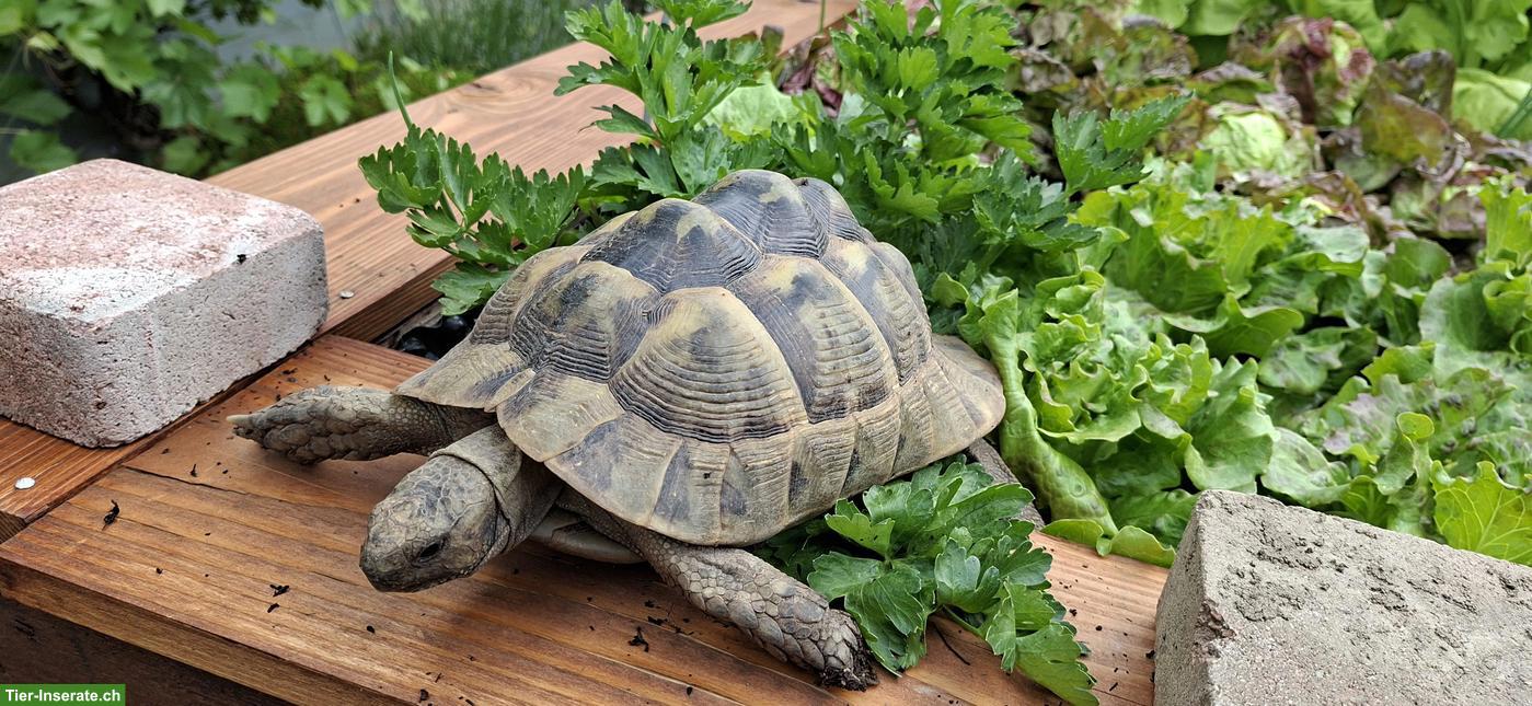 Bild 3: 2 Maurische Landschildkröten Damen, Jahrgang 2011