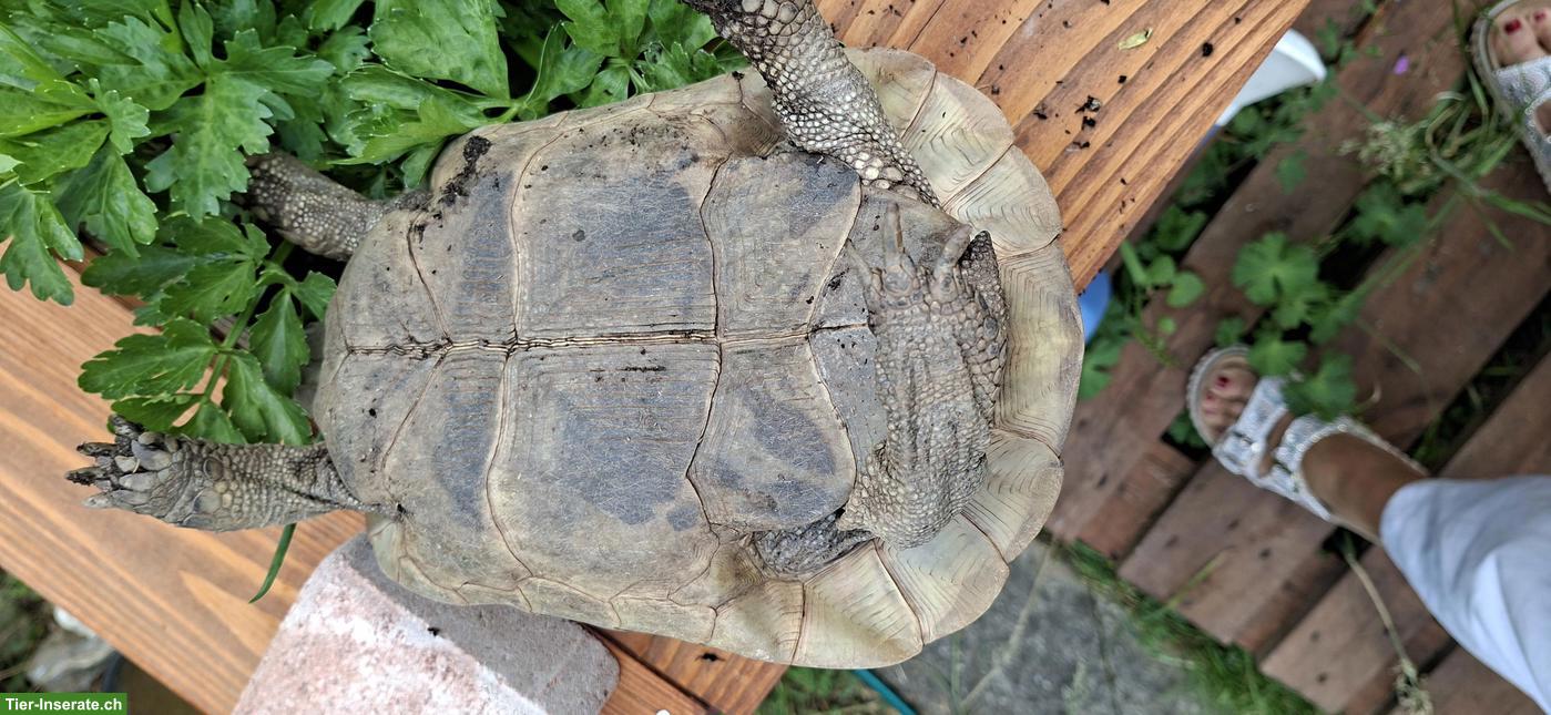 Bild 4: 2 Maurische Landschildkröten Damen, Jahrgang 2011
