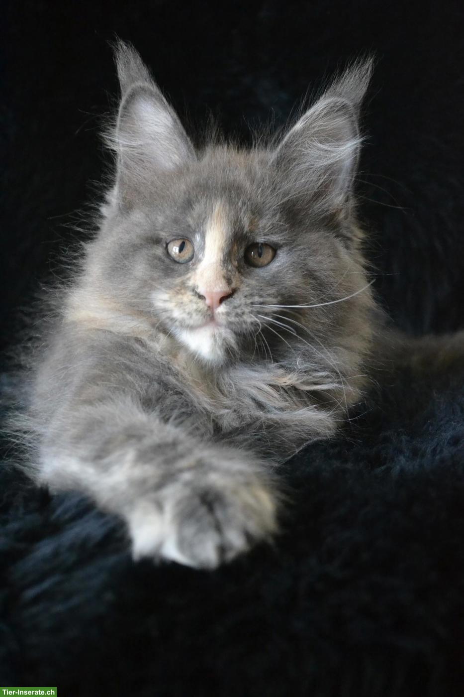 Maine Coon Kitten, Blue Silver Torbie, sucht seinen Lebensplatz